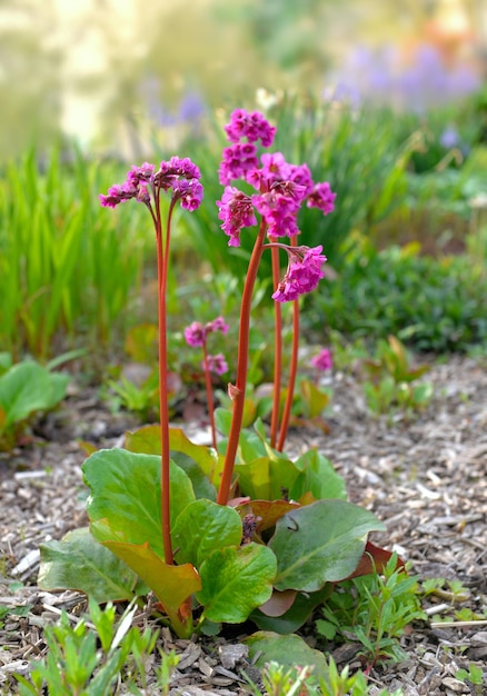 Lindas flores cor-de-rosa de uma bergenia florescendo em um caule alto em fra jardim verde com solo coberto