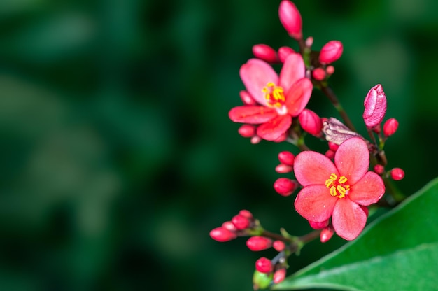 Foto lindas flores cor de rosa e botões em uma planta