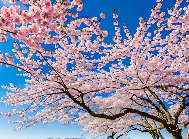 lindas flores cor de rosa em uma árvore