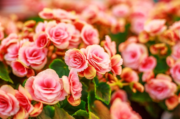 lindas flores cor de rosa, floração abundante