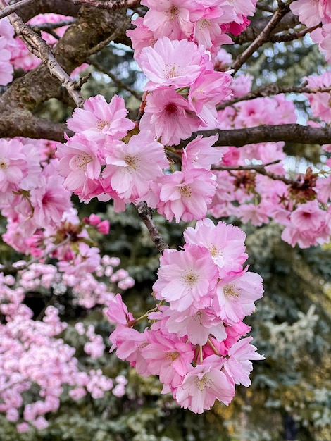 Lindas flores cor de rosa linda sakura fecham a flor de cerejeira com céu azul no jardim botânico na primavera fundo desfocado Vertical