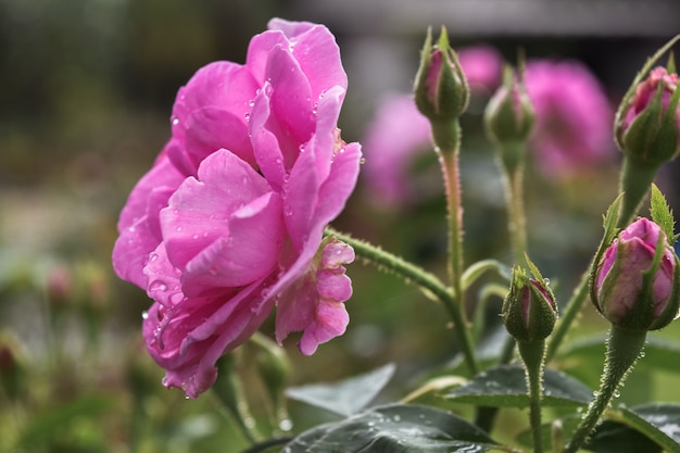 Lindas flores cor de rosa na chuva.