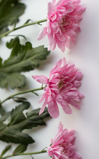 Lindas flores cor de rosa na mesa branca, closeup