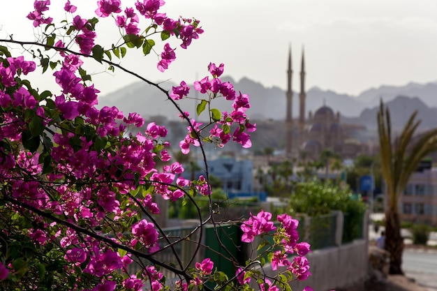 Lindas flores cor de rosa nos raios do sol no fundo de uma mesquita na cidade velha