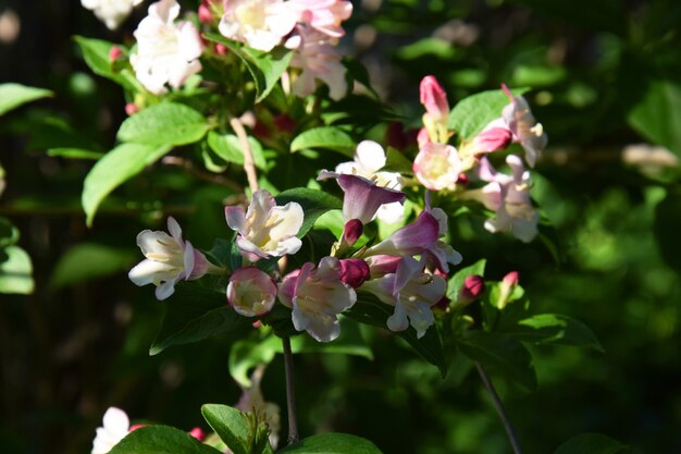 Lindas flores cor de rosa weigela florida. flores da weigela florida. jardim florescendo no jardim primavera em dia ensolarado.