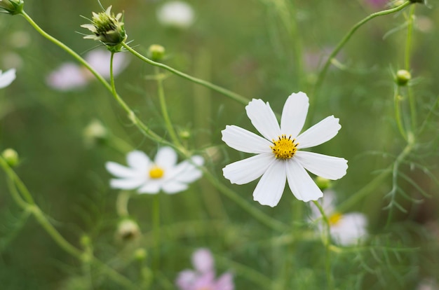 Lindas flores Cosmos em um fundo natural 2