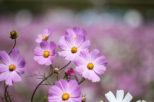 Lindas flores cosmos no jardim