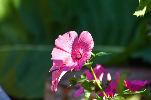 Lindas flores crescem no jardim