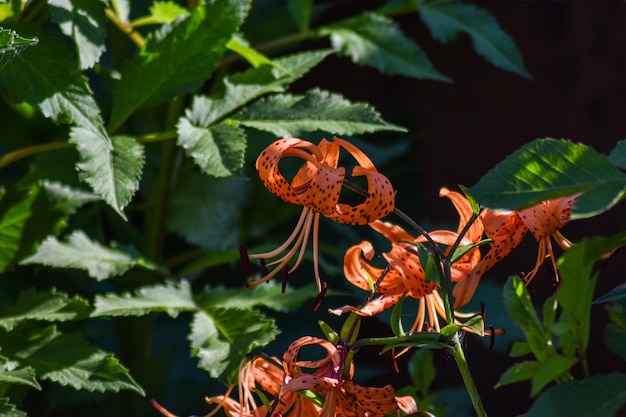 Lindas flores crescem no jardim