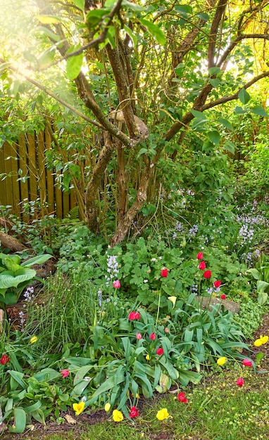 Lindas flores crescendo em um jardim doméstico no verão Pétalas vibrantes florescendo e florescendo em um canto com árvores em um dia ensolarado Espécies de plantas florescentes florescendo e prosperando na natureza