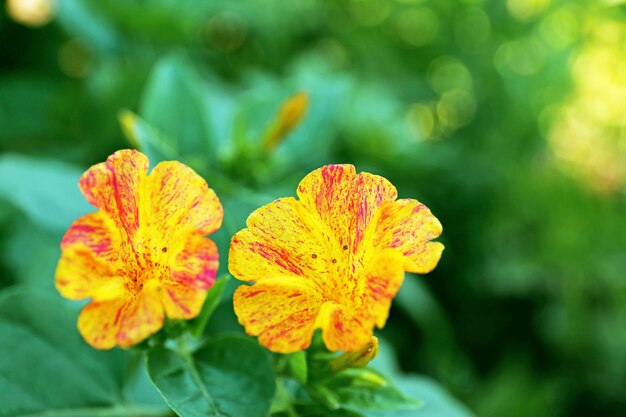 Lindas flores crescendo no jardim