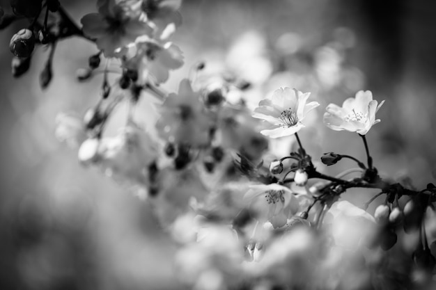 Lindas flores da natureza da primavera processadas em fundo desfocado preto e branco. Abstrato