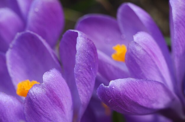 Lindas flores da primavera açafrões florescem sob a luz do sol. Foto macro de flor sob gotas de orvalho