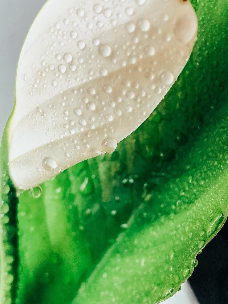 Lindas flores da primavera com folhas verdes fechadas