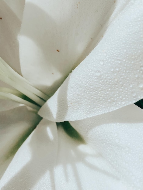 Foto lindas flores da primavera com folhas verdes fechadas