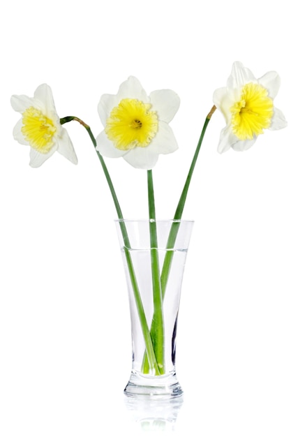Lindas flores da primavera em um vaso: narciso amarelo-branco (Narciso). Isolado sobre o branco.
