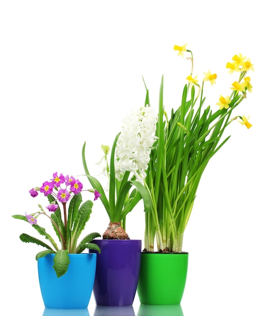Lindas flores da primavera em vasos isolados em branco