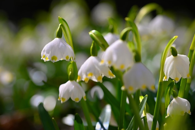 Lindas flores da primeira primavera na floresta Natureza e fundo colorido ao ar livre Conceito para a primavera e o meio ambiente