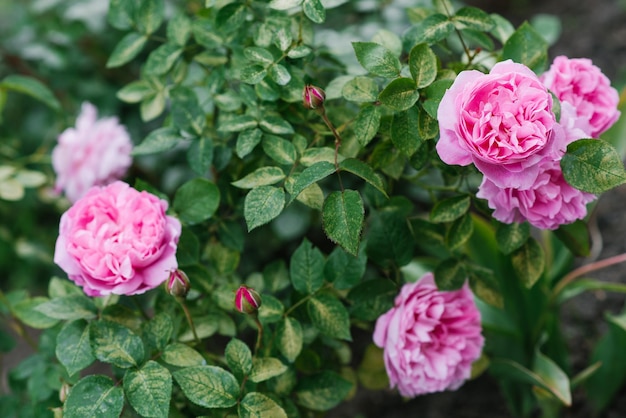 Lindas flores da rosa inglesa em forma de peônia Mary Rose no jardim no verão