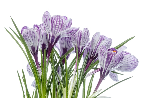 Lindas flores de açafrão com gotas de orvalho em um fundo branco