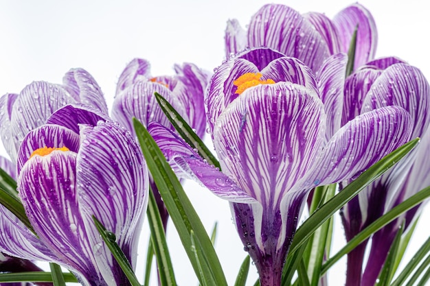 Lindas flores de açafrão com gotas de orvalho em um fundo branco