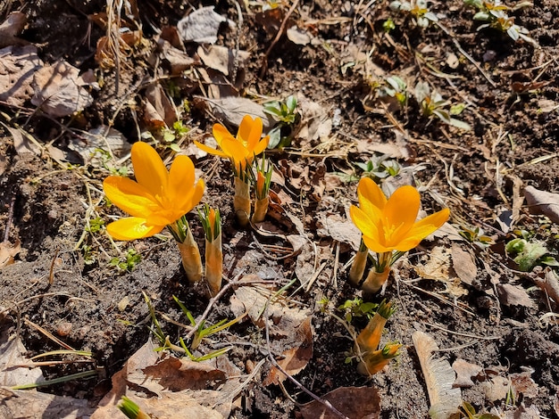 Lindas flores de açafrão indicando o início da primavera na floresta. dia ensolarado e flores da primavera.