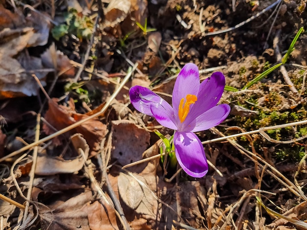 Lindas flores de açafrão indicando o início da primavera na floresta. dia ensolarado e flores da primavera.