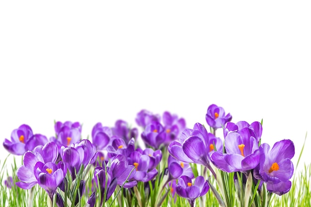 Lindas flores de açafrão na grama isolada no branco