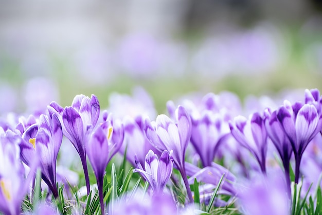 Lindas flores de açafrão violeta crescendo na grama, o primeiro sinal da primavera. Fundo de Páscoa sazonal com copyspace