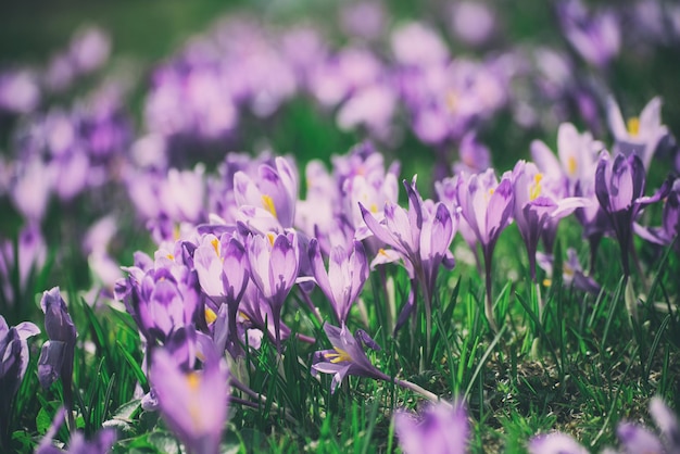 Lindas flores de açafrão violeta crescendo na grama seca, o primeiro sinal da primavera. Fundo de Páscoa sazonal.