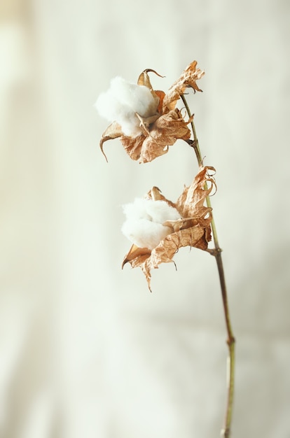 Lindas flores de algodão branco em. Fundo de flores delicadas e fofas.