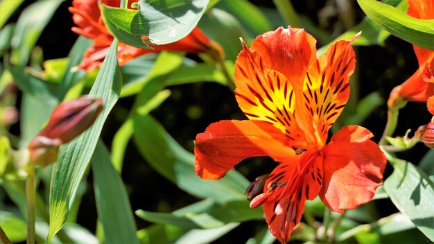 Lindas flores de Alstroemeria aurea também conhecidas como lírio peruano ou lírio dourado