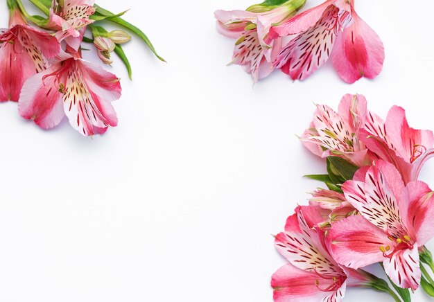 Lindas flores de Alstroemeria em fundo branco