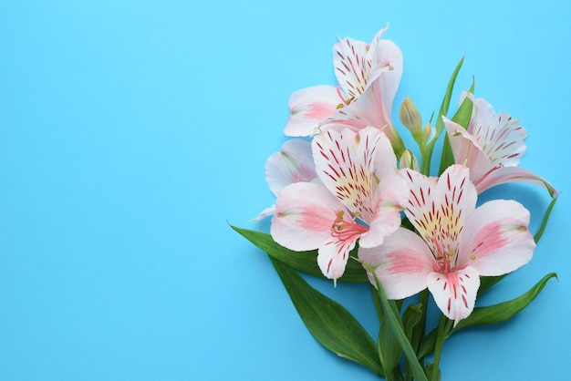 Lindas flores de Alstroemeria