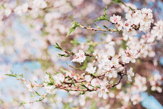 Lindas flores de amêndoa na árvore com céu azul atrás na primavera