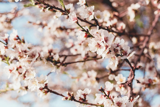 Lindas flores de amêndoa na árvore com céu azul atrás na primavera