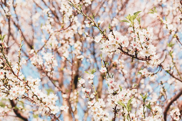 Lindas flores de amêndoa na árvore com céu azul atrás na primavera