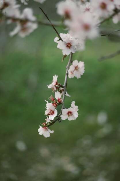 Lindas flores de amêndoa na primavera