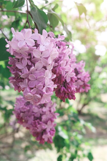 Lindas flores de árvore lilás desabrochando