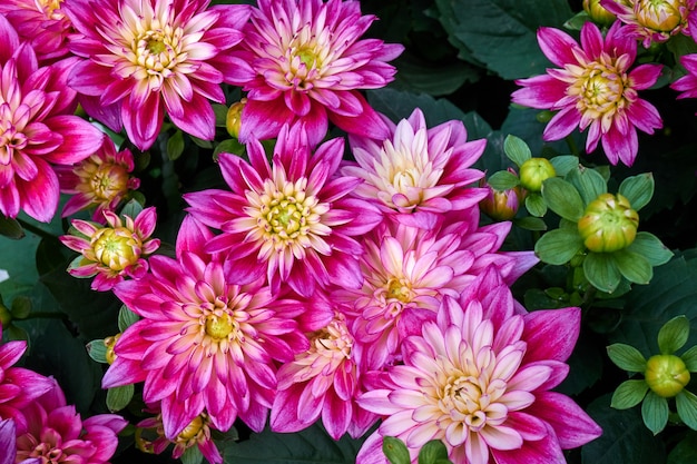 Lindas flores de aster chinês.