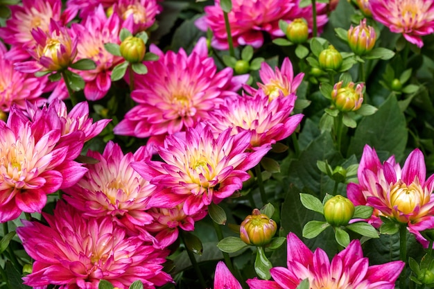 Lindas flores de Aster chinês.