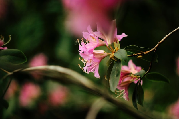 Lindas flores de azaleia rosa em jardins botânicos ensolarados