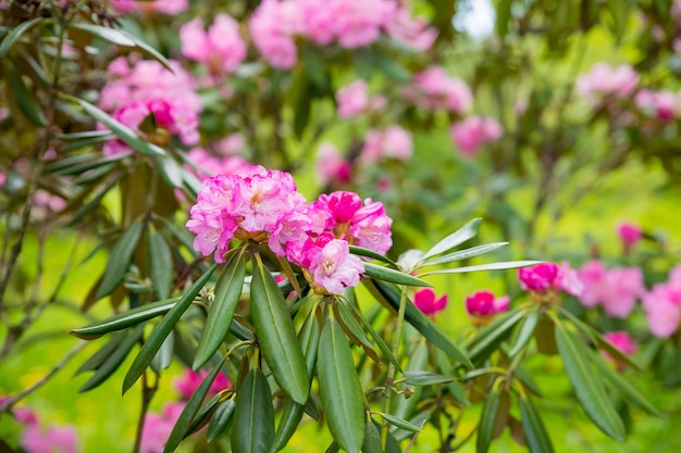 Lindas flores de azaleia rosa japonesa cortadas em um denso arbusto cheio de flores em maio primavera rh