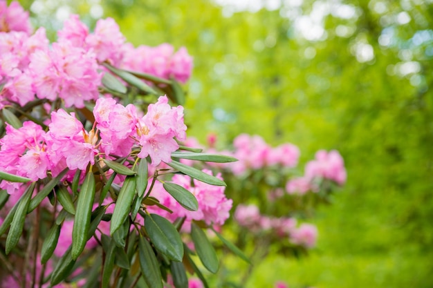 Lindas flores de azaleia rosa japonesa cortadas em um denso arbusto cheio de flores em maio primavera rh