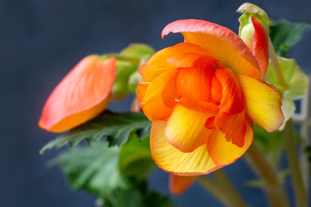 Lindas flores de begônia de tuberosa amarelo-laranja Floricultura de passatempo de plantas domésticas