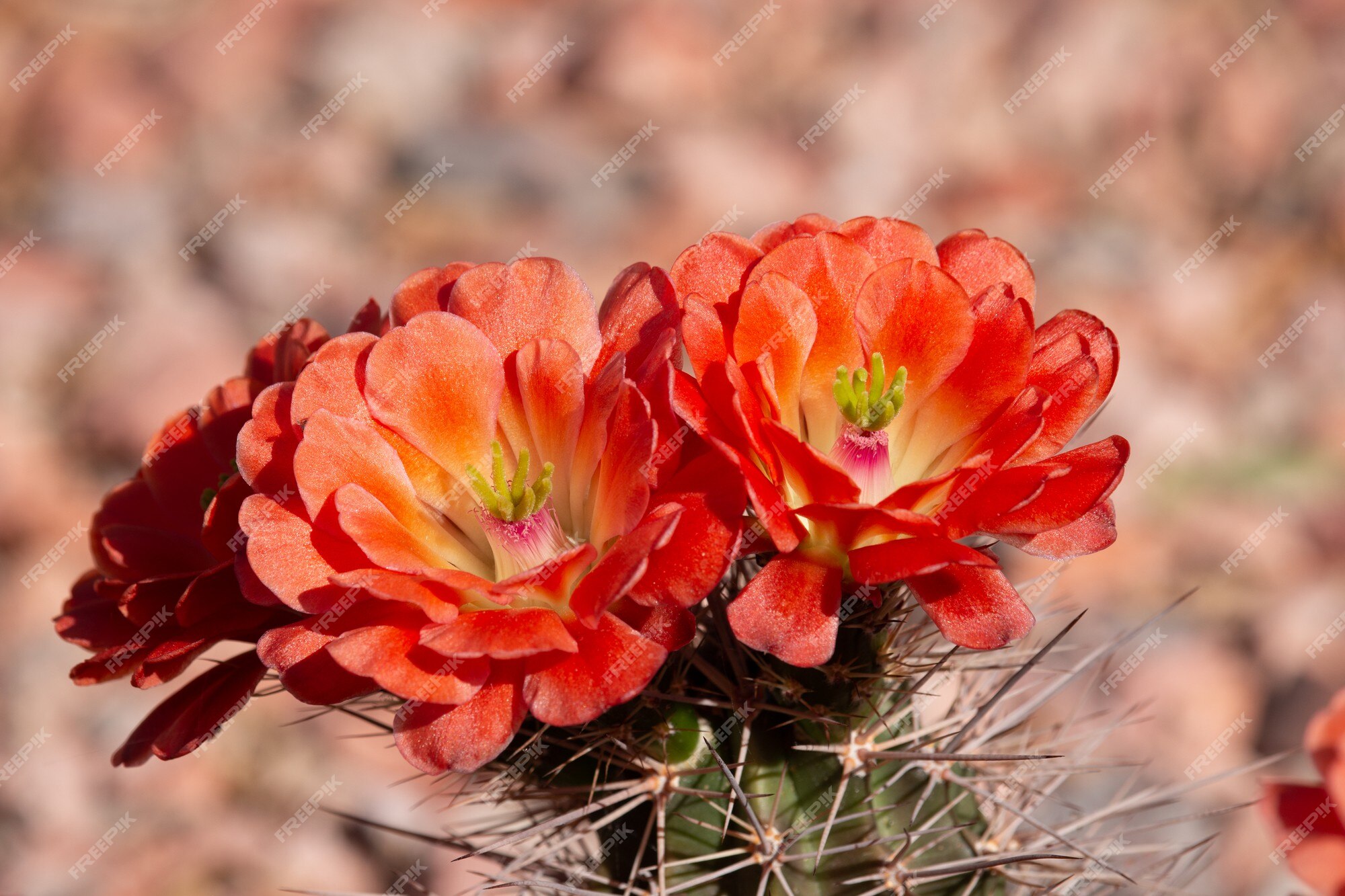 Lindas flores de cactos florescendo na primavera no deserto do arizona. |  Foto Premium