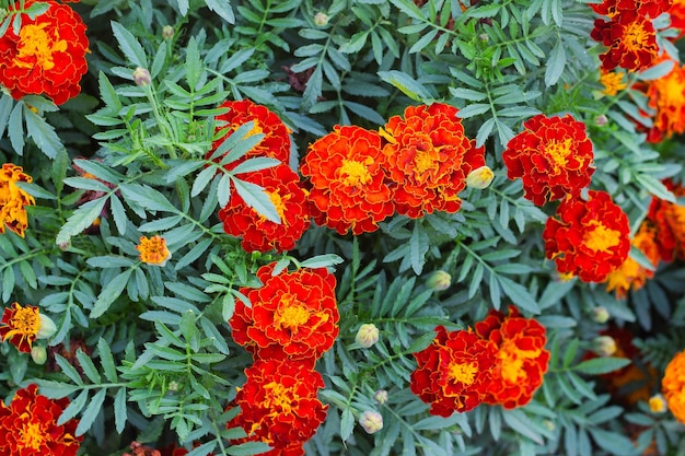 Lindas flores de calêndula Closeup flores de calêndula