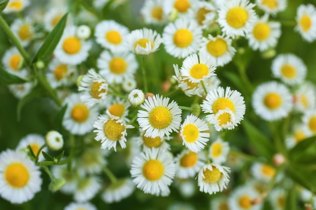 Lindas flores de camomila em campo