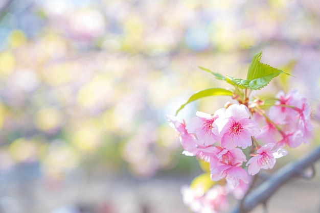 Lindas flores de cerejeira japonesas