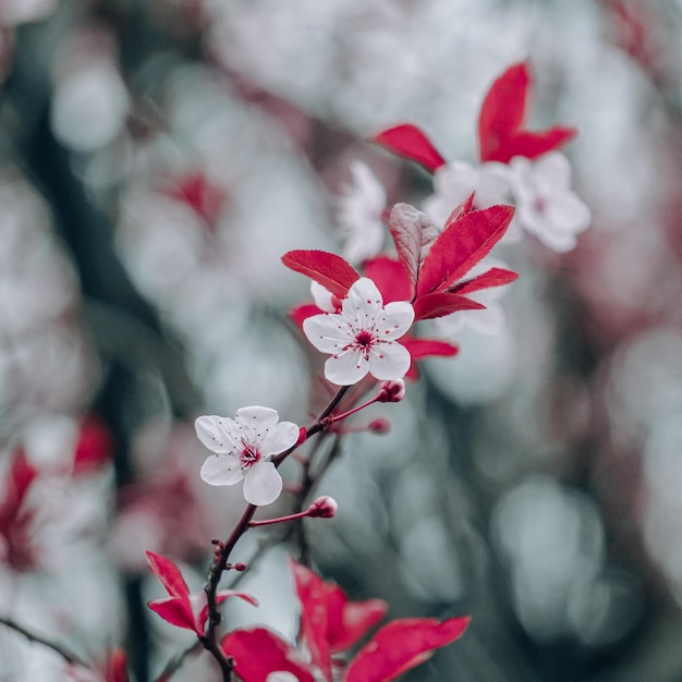 lindas flores de cerejeira na primavera, flores de sakura